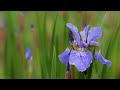 iris flower|beautiful flower in earth|mind relaxation |soothing |PLeasant music|