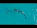 Giant hammerhead sharks hunting blacktip sharks 2