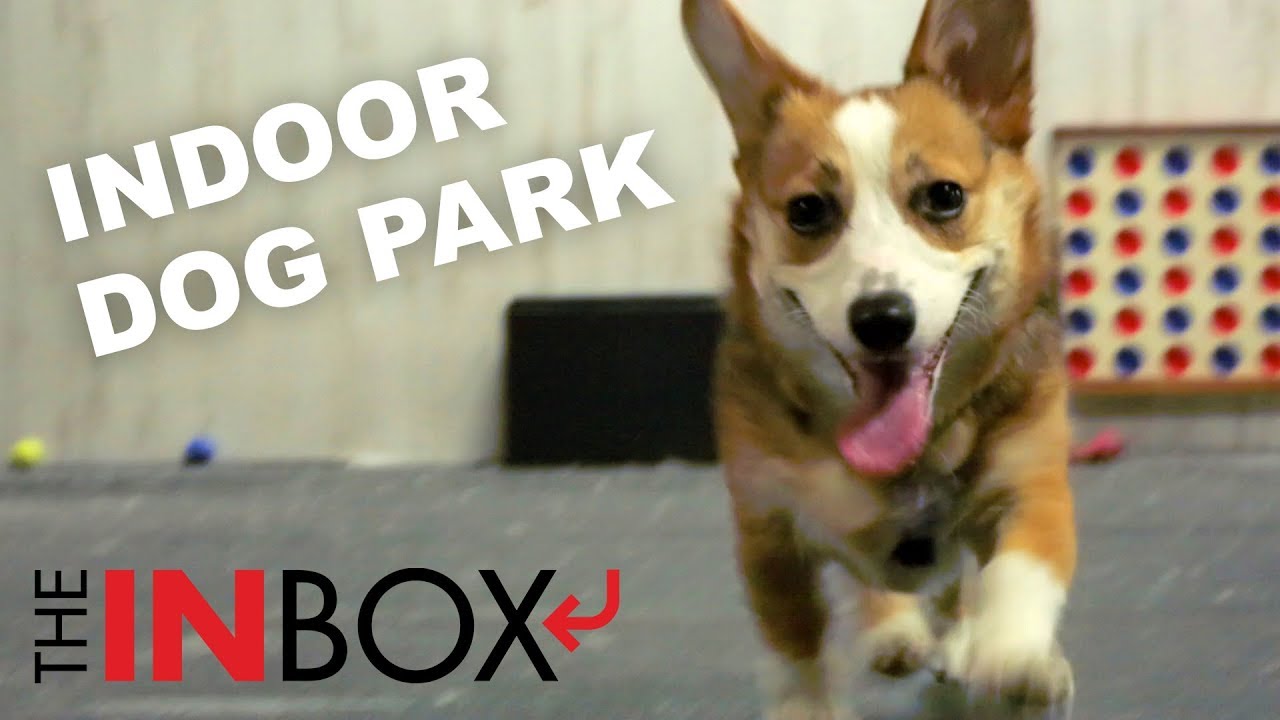 Indianapolis indoor dog park: What Indy's Indoor Bark Park is like
