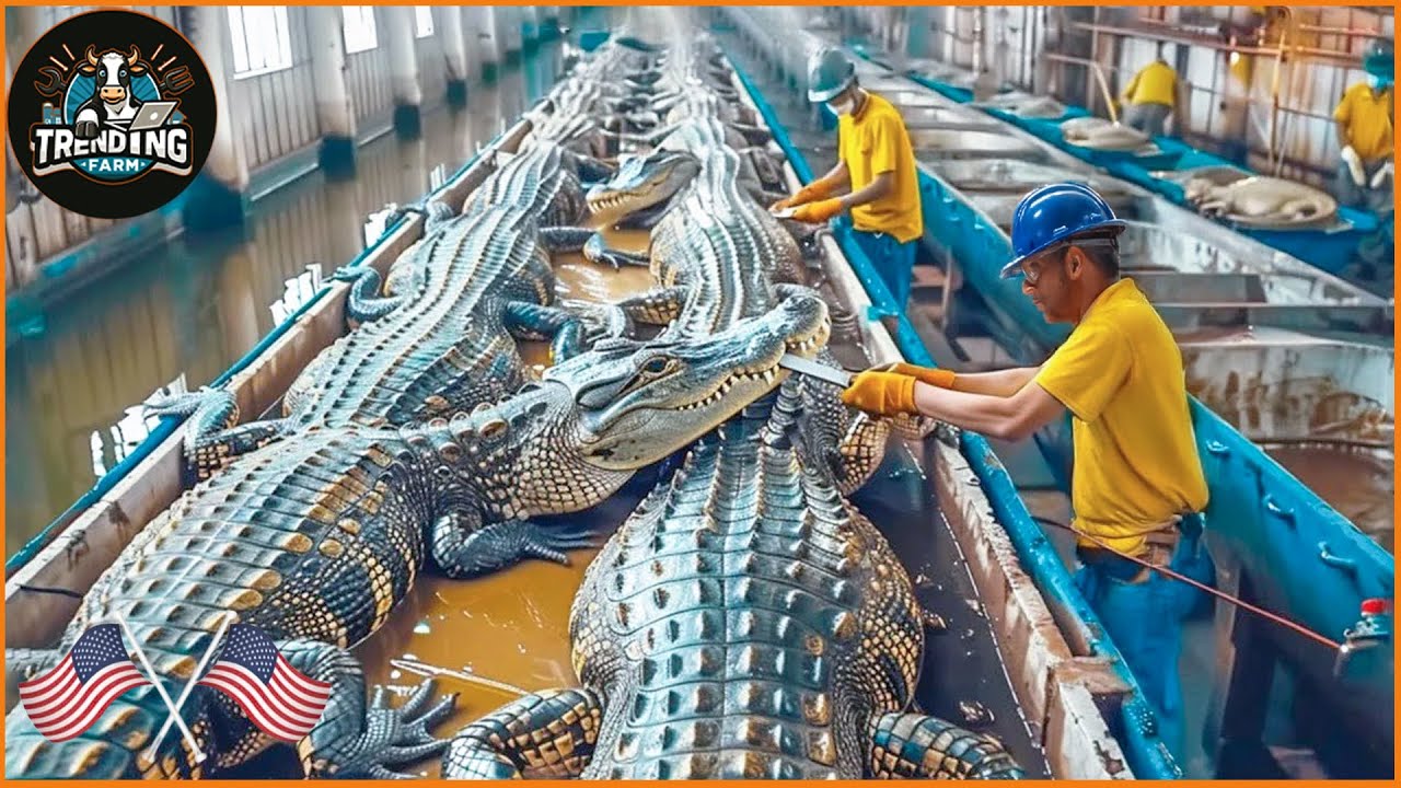 Processing Alligators Crocodile Harvesting Technology, Inside America’s Farming Operations ...