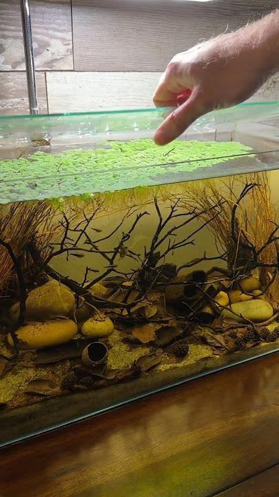 Download lagu My All-Natural Rimless Scape Has Really Found Its Groove! 🍂#botanical #leaves #driftwood #plants