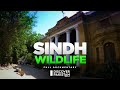 Documentary on sindh wildlife building  discover pakistan tv