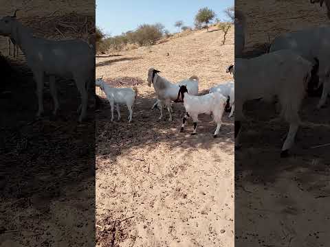 قائد القطيع وأكبر كبش فيه