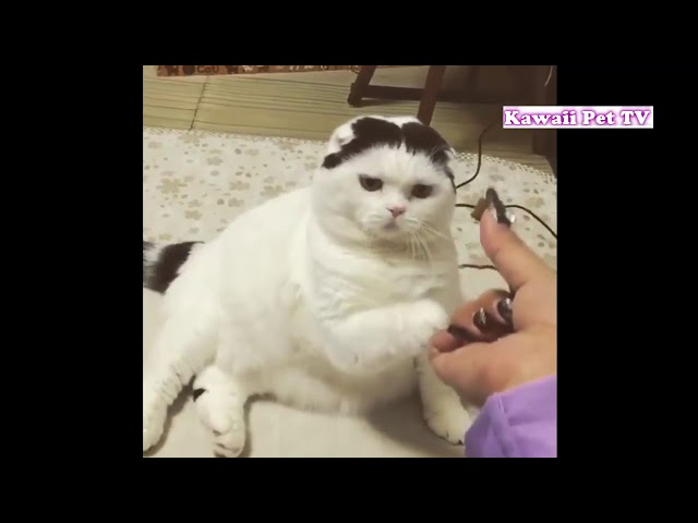 「おもしろ猫」最高におもしろ猫のハプニング●思わずに笑っちゃう猫の動画 #6