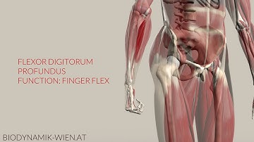Flexor Digitorum Profundus Function: Finger Flexion (3D Anatomy)