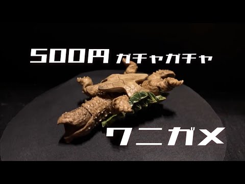 【500円ガチャガチャ】ワニガメ