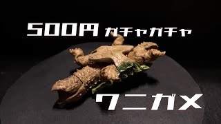 【500円ガチャガチャ】ワニガメ