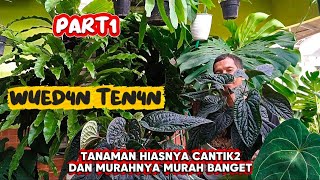 WUED4N TEN4N‼️TANAMAN HIASNYA CANTIK2 DAN MURAHNYA MURAH BANGET
