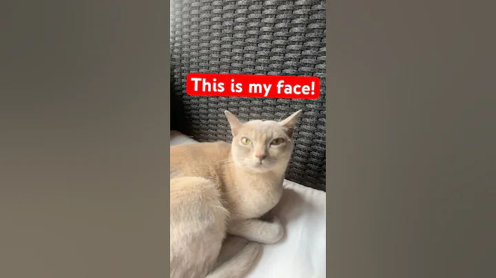 Watch the video about This Burmese Cat Has A Beautiful Face