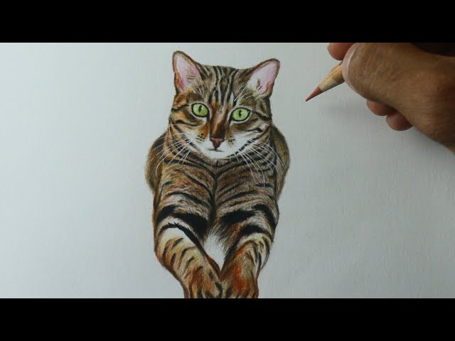 Como desenhar um Gato siamês - PASSO A PASSO - narrado 