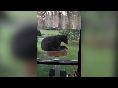 Bear caught on video hanging out on top of bird feeder