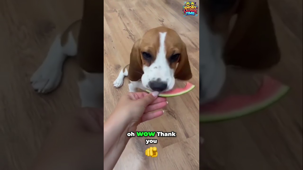 Indulge Your Furry Friend: Doggy Ice Cream 101