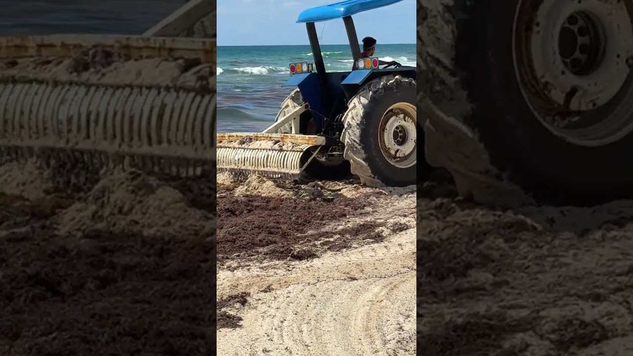 Live — Tractors Cleaning Seaweed on the Beach 🚜🌊!