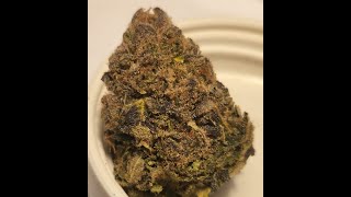 Queen San-G - Reef Organics - /30 Review