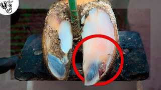 MANURE BUBBLES ... in a cow's hoof 😥 by The Hoof GP 1,042,066 views 1 month ago 7 minutes, 58 seconds
