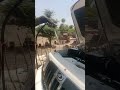 We’re Engine Bay Washing Our Car Again #carwasheinjan wash #carwash #automobile #autocarwash