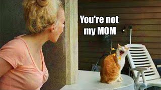 Comedian Cats Start Talking Back To Their Owner 😲😂