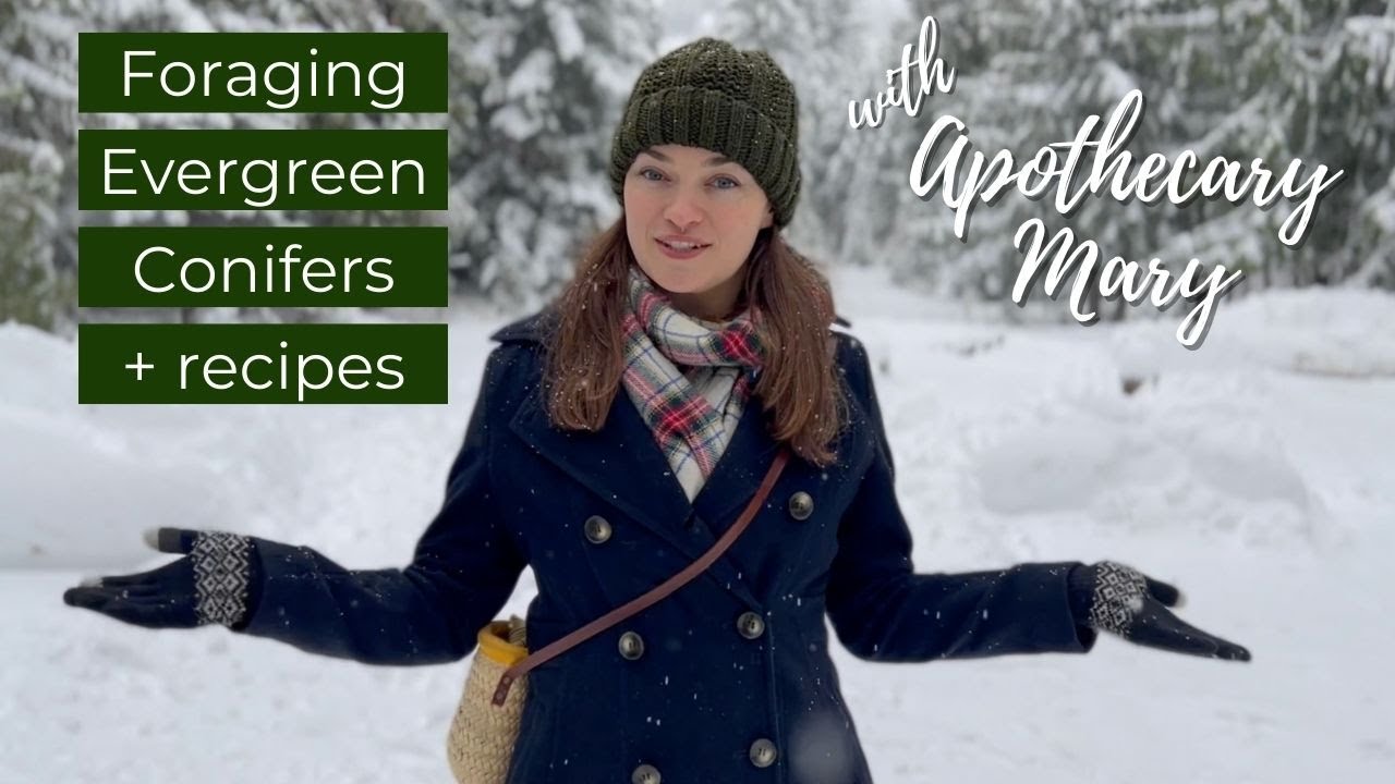 Foraging Evergreen Conifers with Apothecary Mary
