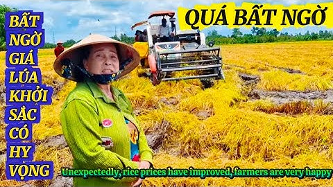 NÔNG DÂN BẬT MÍ NGUYÊN NHÂN GIÁ LÚA CHUYỂN MÌNH VƯƠNG DẬY|Giải Trí Miền Tây