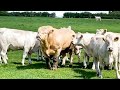 Charolais bull doesnt like to waste any time with the cows starts the action within a minute