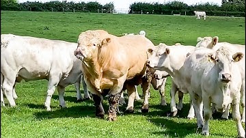 Charolais bull doesn
