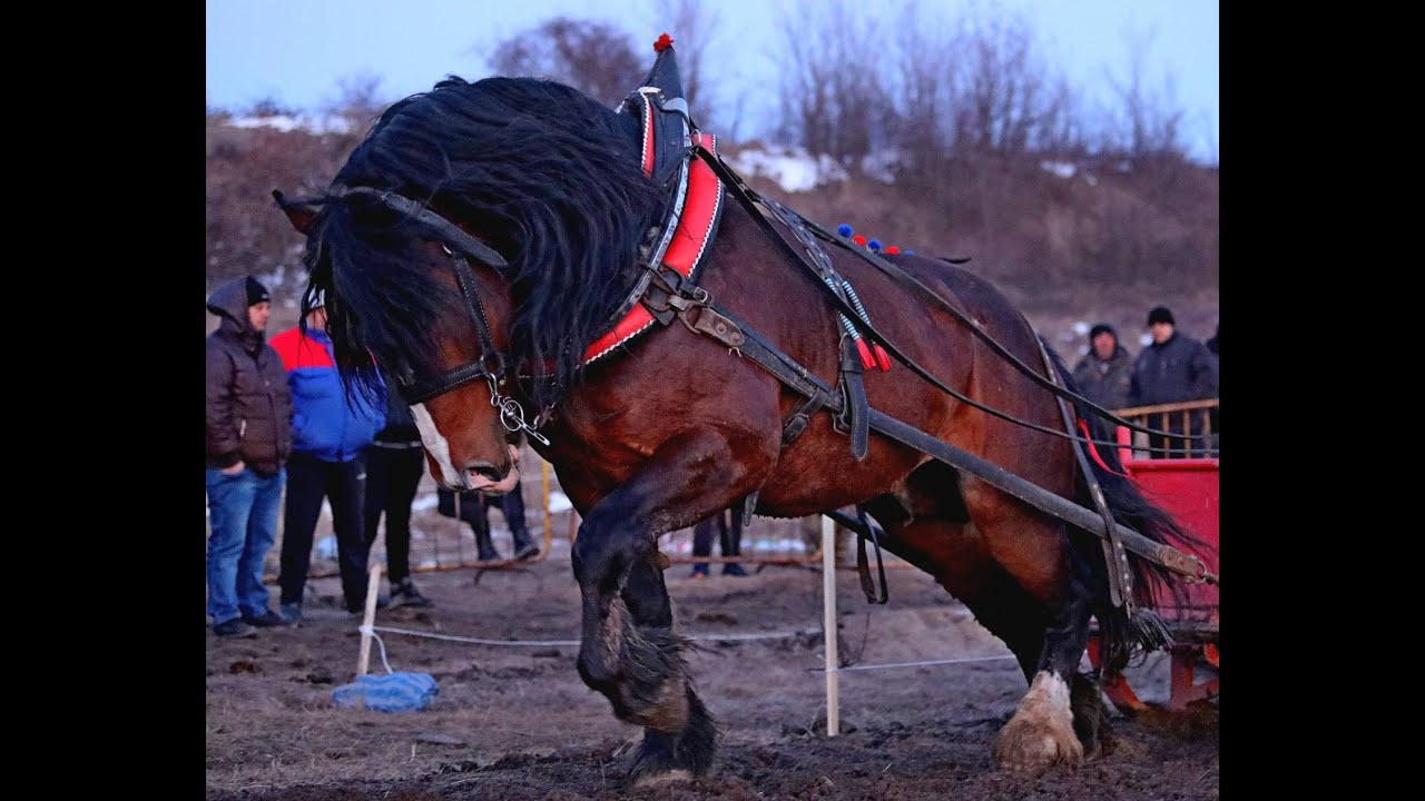 Тодоровден, село Люлин (Перник) – 12 март, 2022 г. Кушии и надтегляния
