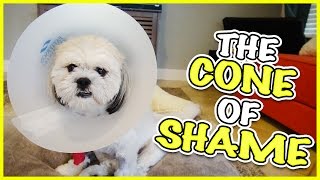 Diesel Has Surgery Smelly Belly Tv Family Vlog