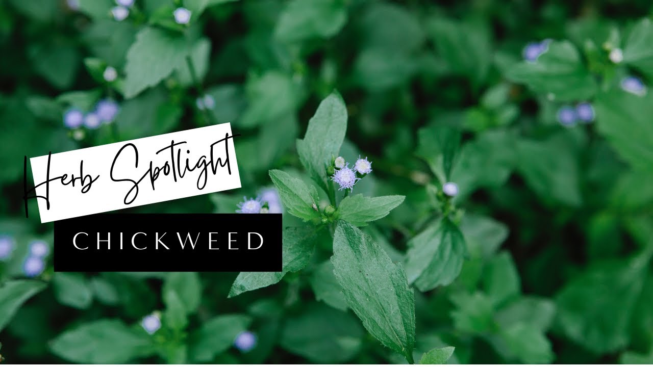 Herb Spotlight | Medicinal Benefits of Chickweed | Chickweed