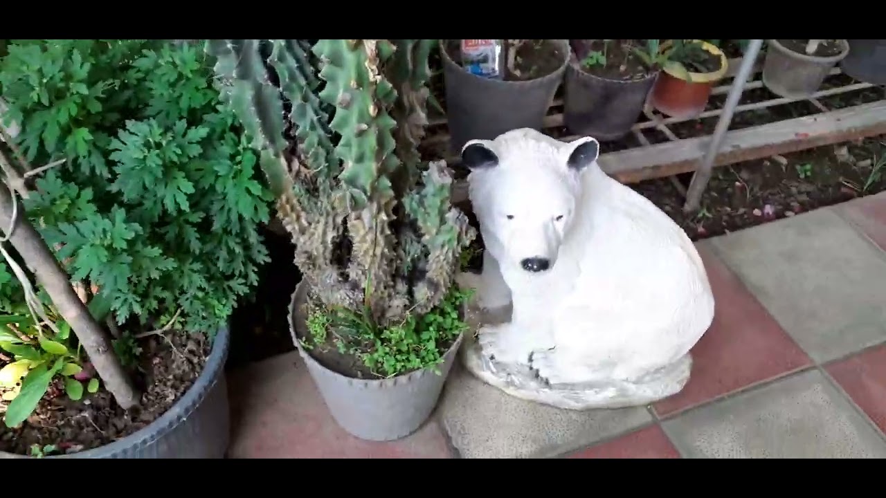 Mənim ev güllərim 🐣Yağışdan sonra gözəlliklərin halı🤗⚘