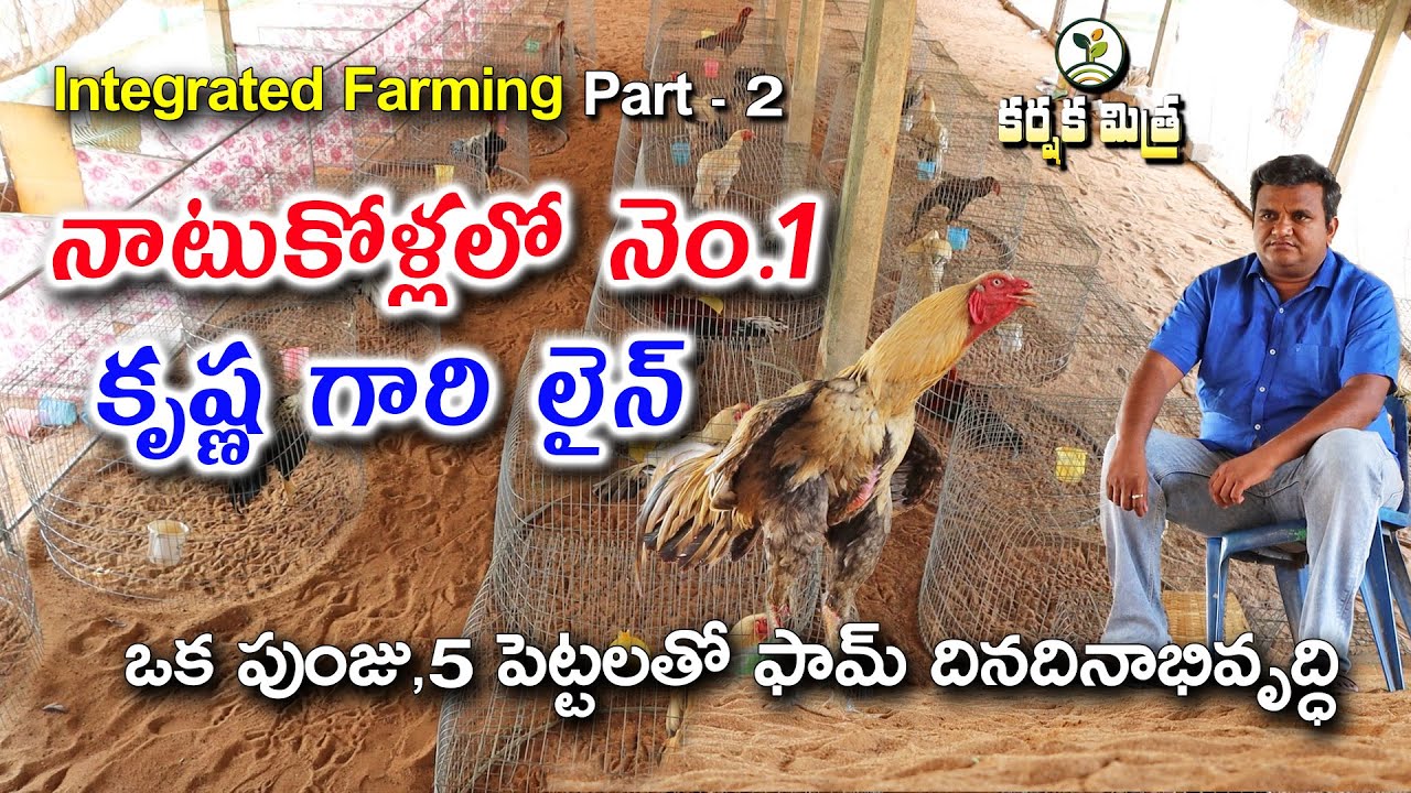 Profitable Free Range Asil Country Chicken Farming || కృష్ణ గారి లైన్ నాటు కోళ్లు || Karshaka Mitra