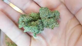 Space Age Cake 26% Eustis Trulieve (late upload from last week)