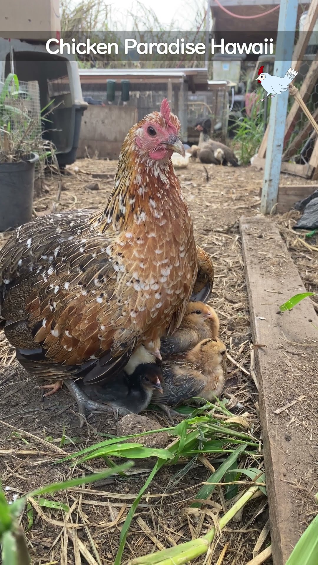 Chicks poking out everywhere
