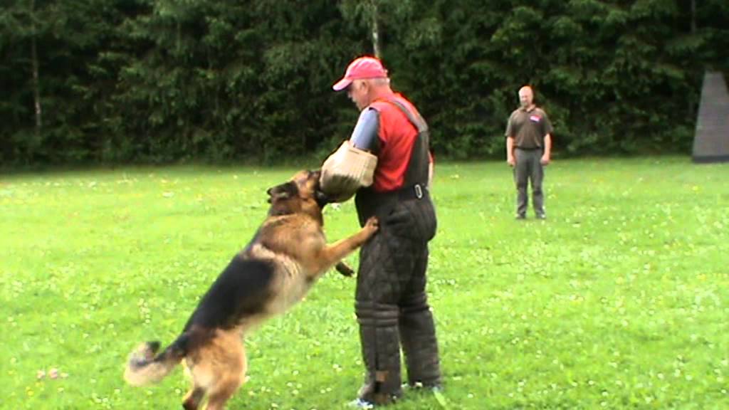 Deutscher Schäferhund Orson Batorfia Training Schutzdienst YouTube