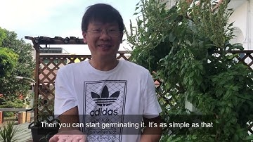 How to extract seeds from a Red Amaranth