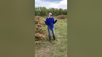 Cedar Tree Removal in Cedar Creek Wetland and Timber