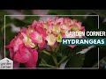 How To Plant, Grow And Care For Hydrangeas - Bunnings Warehouse