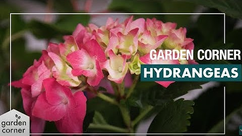 How To Plant, Grow And Care For Hydrangeas - Bunnings Warehouse