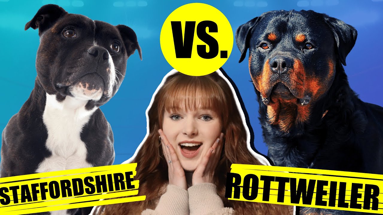 STAFFORDSHIRE BULL TERRIER VS ROTTWEILER - YouTube