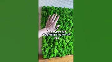 Это настоящий мох?