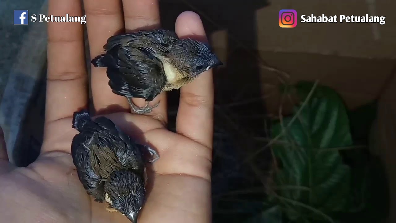 Mengenal burung pipit si hama petani 