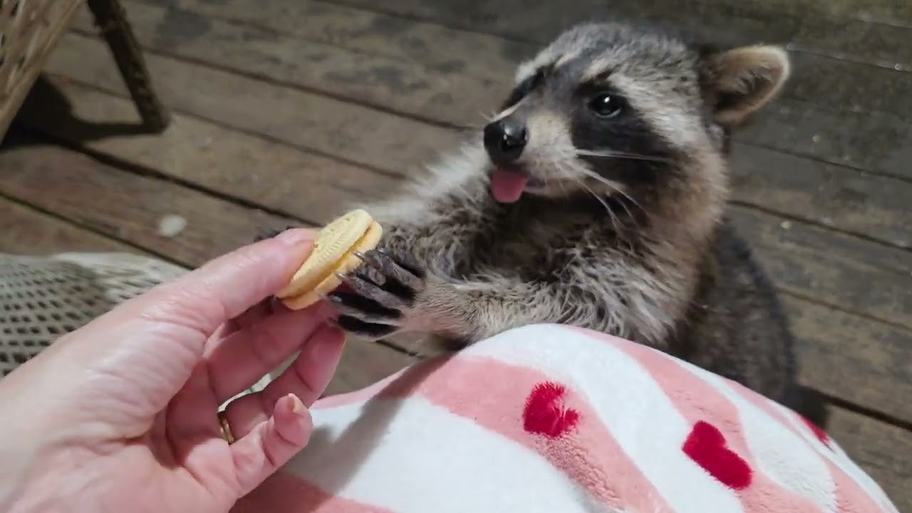 Buddy and woody says happy Saturday night cookies in the rain! 