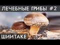 ГРИБ ШИИТАКЕ. Уникальные лечебные свойства высших грибов. Фролов Ю.А.