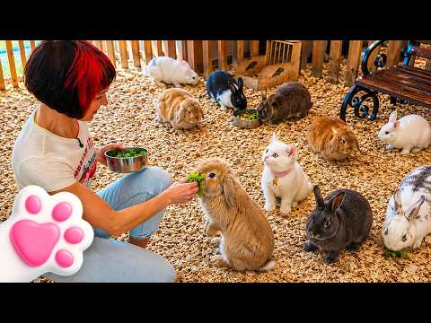 Kefir met the bunnies! Masha Kapuki shows the kitten new fluffy friends
