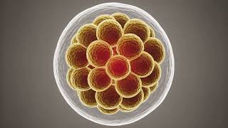 The Science of Human Development From Zygote to Birth | Educational &amp; Motivational English Video