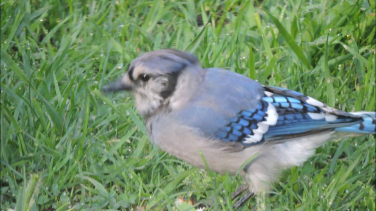 Beautiful Babies Female Cardinal Blue Jay Movie Youtube