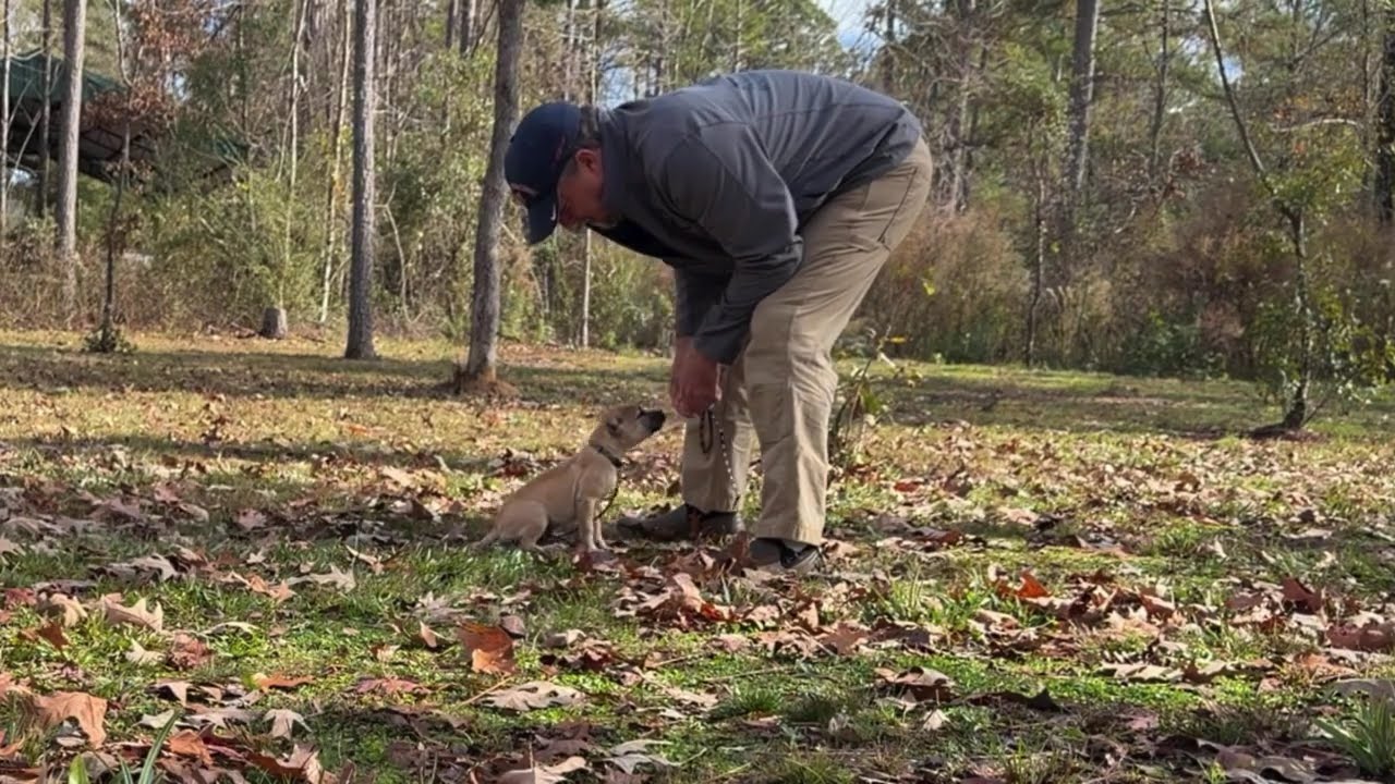 Operant conditioning described while obedience training pups (I should charge for this one)