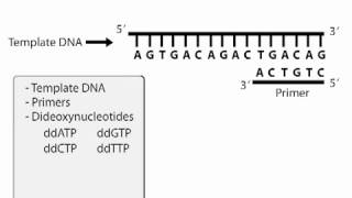 Introduction to DNA sequencing