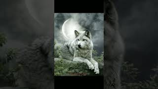 Wolf photos #shadowwolfblackout screenshot 5