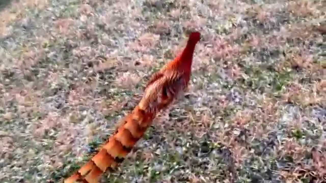 山の中のキジに似た野鳥 Youtube 山の中のキジに似た野鳥 Youtube