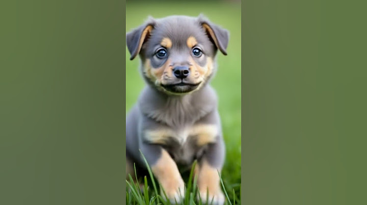My Puppy's "Big Blue Eyes" Face (He's Too Cute to Be Real!) 💙🐾